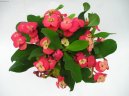 Euphorbia milii