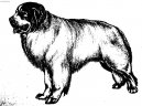 Chien de Montagne des Pyrnes