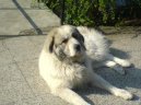 Chien de Montagne des Pyrnes