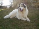 Chien de Montagne des Pyrnes