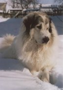 Chien de Montagne des Pyrnes