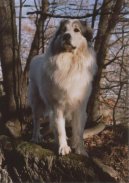 Chien de Montagne des Pyrnes