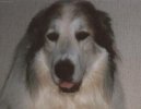 Chien de Montagne des Pyrnes