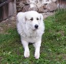 Chien de Montagne des Pyrnes