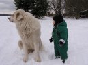 Chien de Montagne des Pyrnes
