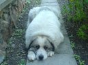 Chien de Montagne des Pyrnes