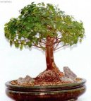 Sageretia theezans
