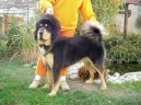 Tibetan Mastiff