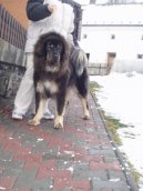Tibetan Mastiff