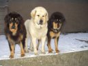 Tibetan Mastiff
