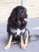 Tibetan Mastiff