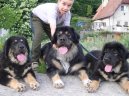 Tibetan Mastiff
