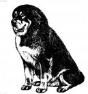 Tibetan Mastiff