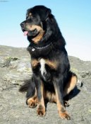 Tibetan Mastiff
