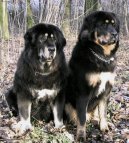 Tibetan Mastiff