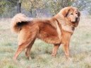 Tibetan Mastiff