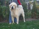 Tibetan Mastiff