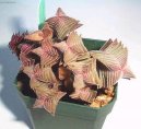 Crassula