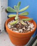 Crassula