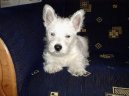West Highland White Terrier