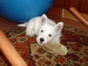 West Highland White Terrier