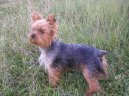 Jorkšírský terier, Yorkshire Terrier,