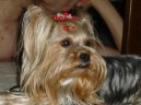Jorkšírský terier, Yorkshire Terrier,