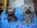 Jorkšírský terier, Yorkshire Terrier,