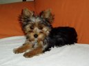 Jorkšírský terier, Yorkshire Terrier,