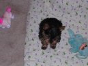 Jorkšírský terier, Yorkshire Terrier,