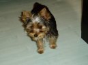 Jorkšírský terier, Yorkshire Terrier,