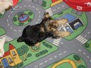 Jorkšírský terier, Yorkshire Terrier,