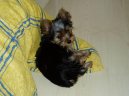 Jorkšírský terier, Yorkshire Terrier,