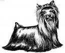 Jorkšírský terier, Yorkshire Terrier,