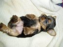 Jorkšírský terier, Yorkshire Terrier,