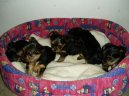 Jorkšírský terier, Yorkshire Terrier,