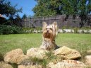 Jorkšírský terier, Yorkshire Terrier,