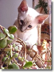 Siamese cat