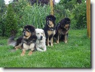 Tibetan Mastiff