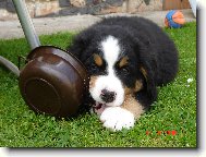 Berner Sennenhund