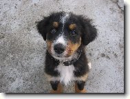 Berner Sennenhund