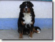 Berner Sennenhund