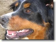 Berner Sennenhund