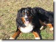 Berner Sennenhund