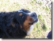 Berner Sennenhund