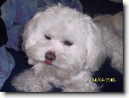 Maltese