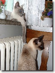 Siamese cat