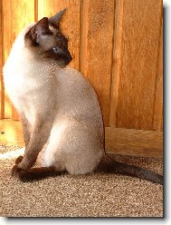 Siamese cat