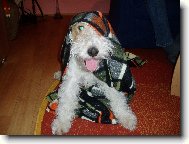 Fox Terrier Wire