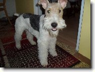 Fox Terrier Wire